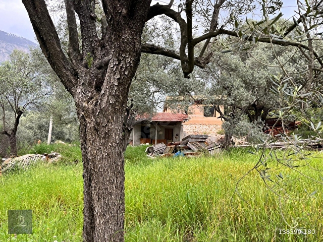 FADILCA MAH. SATILIK KARGİR EVİ OLAN TARLA VE ZEYTİNLİK 2.546 M2 - Görsel 12