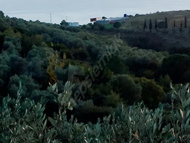 ARMUTLUDA YATIRIMLIK VE VERİMLİ | 600E YAKIN ZEYTİN AĞAÇLI TARLA - Görsel 14
