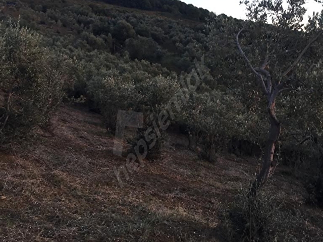 ARMUTLUDA YATIRIMLIK VE VERİMLİ | 600E YAKIN ZEYTİN AĞAÇLI TARLA - Görsel 10