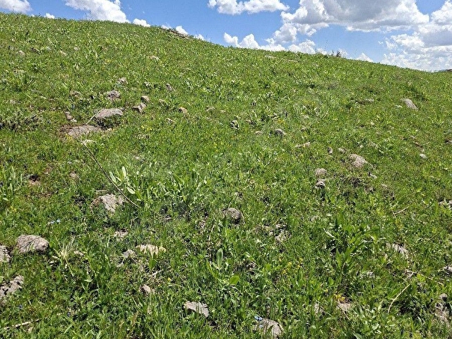 ERZURUM İSPİR ORTAÖREN DE SATILIK 4558m2 Arazi - Görsel 4
