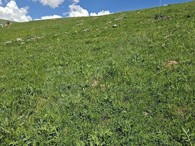 ERZURUM İSPİR ORTAÖREN DE SATILIK 4558m2 Arazi - Görsel 5
