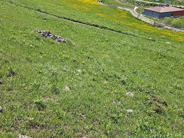 ERZURUM İSPİR ORTAÖREN DE SATILIK 4558m2 Arazi - Görsel 9