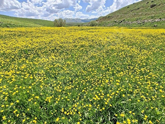 ERZURUM İSPİR ORTAÖREN DE SATILIK 4558m2 Arazi
