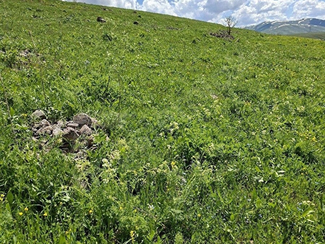 ERZURUM İSPİR ORTAÖREN DE SATILIK 4558m2 Arazi - Görsel 12
