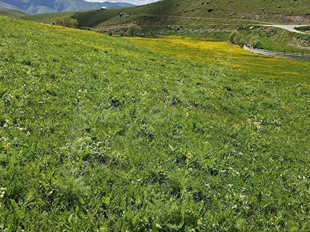ERZURUM İSPİR ORTAÖREN DE SATILIK 4558m2 Arazi - Görsel 13