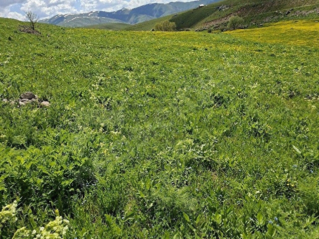ERZURUM İSPİR ORTAÖREN DE SATILIK 4558m2 Arazi - Görsel 14