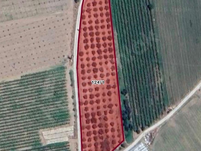 ADALA MAHALLESİ FIRSAT ZEYTİNLİK - Görsel 4