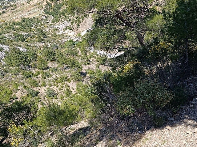 YOLA CEPELİ SATILIK ARAZİ - Görsel 6