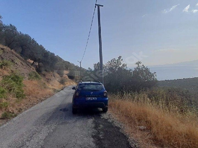 Arıklıda Deniz Manzaralı Zeytinlik - Görsel 2