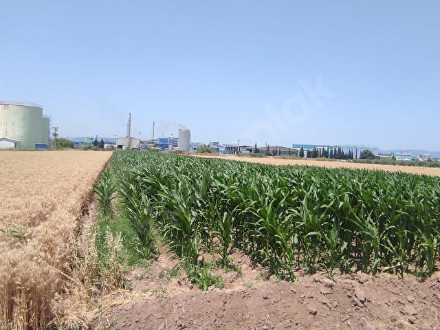 MANİSA/AKHİSAR/KAYALIOĞLUNDA SATILIK MÜSTAKİL TAPULU TARLA - Görsel 2