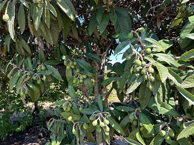 mersin mezitli tece satılık limon bahçesi ev - Görsel 19