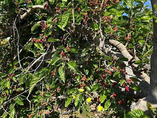 mersin mezitli tece satılık limon bahçesi ev - Görsel 21