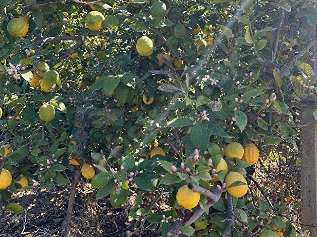 mersin mezitli tece satılık limon bahçesi ev - Görsel 22
