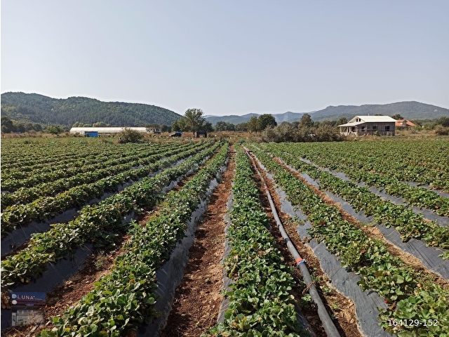 ÇANAKKALE AKÇAKOYUN , KAZDAĞLARININ ETEĞİNDE TURİZM İMARLI ARSA - Görsel 5
