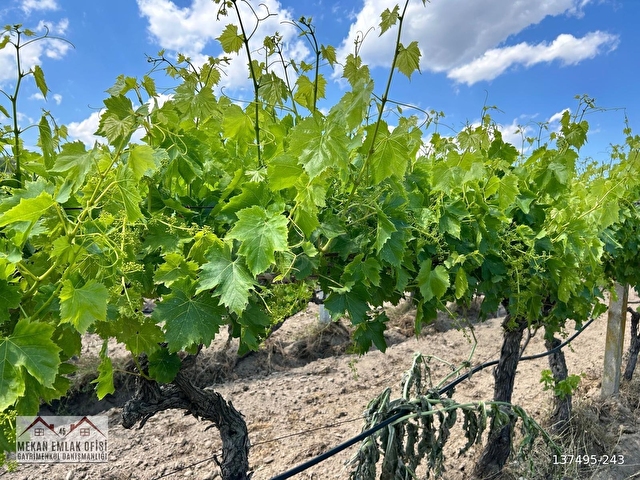 Manisa/Akhisar asfaltının dibinde 3150m² verimli bağ - Görsel 22