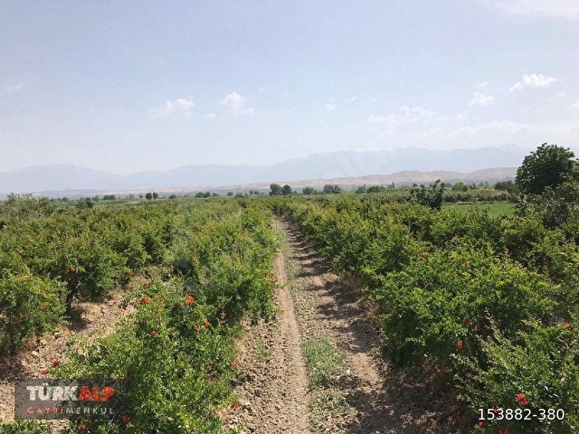 DENİZLİ PAMUKKALE YENİKÖY DE NAR BAHÇESİ - Görsel 5