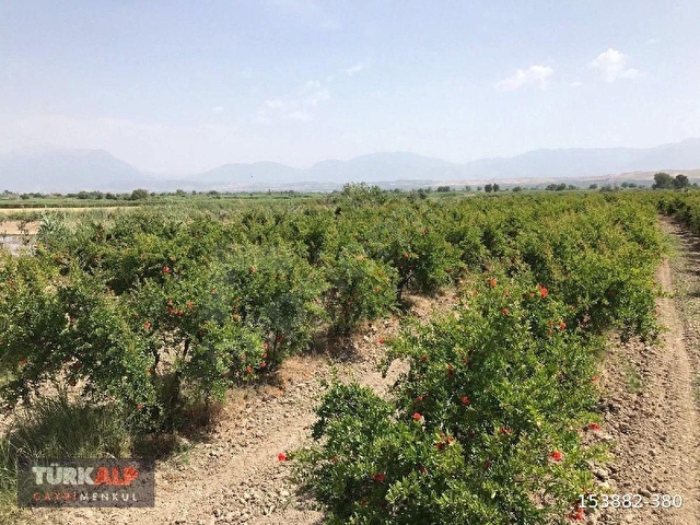 DENİZLİ PAMUKKALE YENİKÖY DE NAR BAHÇESİ - Görsel 7