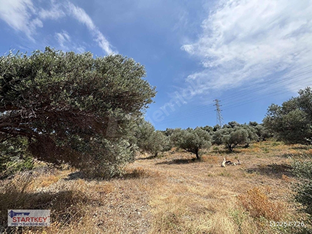 İnecikte Deniz Manzaralı Satılık Zeytinlik - Görsel 11