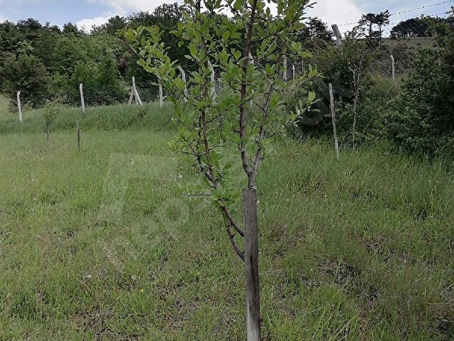 Resmi yolu olup etrafı çevrili tarlamiz satılıktır - Görsel 6
