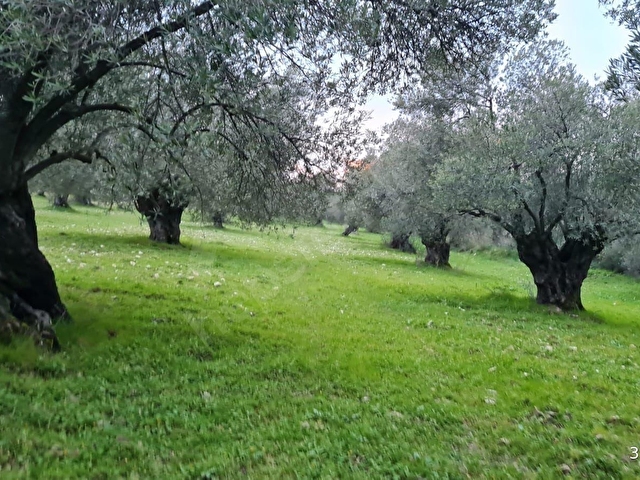 AYVALIK KONAK EMLAKTAN ALTINOVA DA SATILIK 2.600 M2 ZEYTİNLİK - Görsel 12