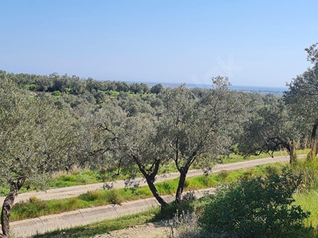 AYVALIK KONAK EMLAKTAN ALTINOVA DA SATILIK 2.600 M2 ZEYTİNLİK - Görsel 16