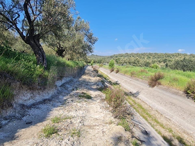 AYVALIK KONAK EMLAKTAN ALTINOVA DA SATILIK 2.600 M2 ZEYTİNLİK - Görsel 14
