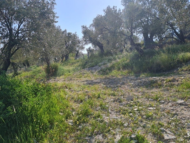 AYVALIK KONAK EMLAKTAN ALTINOVA DA SATILIK 2.600 M2 ZEYTİNLİK - Görsel 17