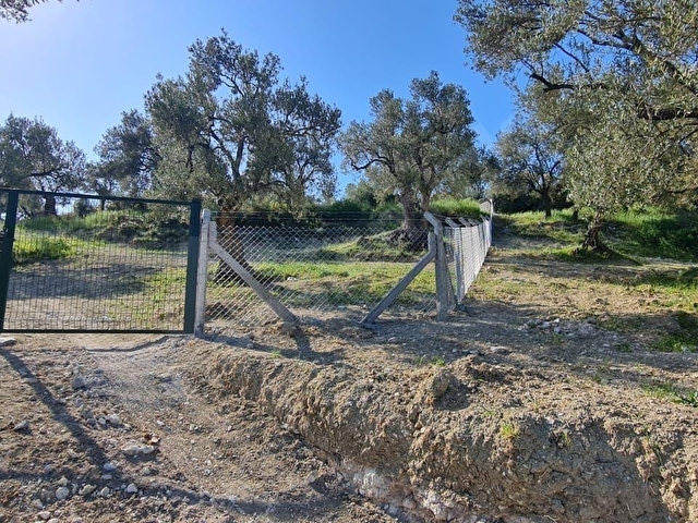 AYVALIK KONAK EMLAKTAN ALTINOVA DA SATILIK 2.600 M2 ZEYTİNLİK - Görsel 20