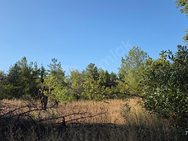 KÜRE KÖYÜNDE 10 DÖNÜM, %5 İMARLI ÇİFTLİK ARAZİSİ - Görsel 25