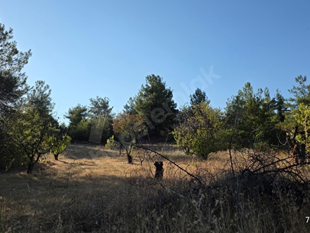 KÜRE KÖYÜNDE 10 DÖNÜM, %5 İMARLI ÇİFTLİK ARAZİSİ - Görsel 30