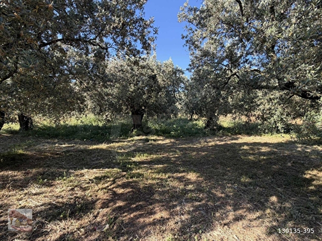 Erdek merkeze yakın zeytinlik - Görsel 6