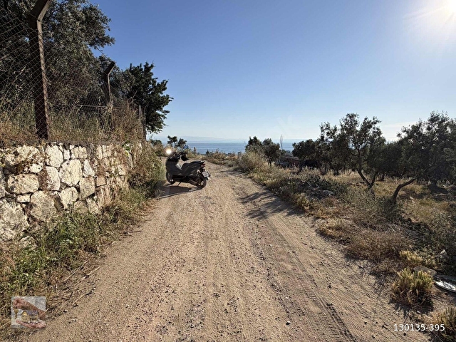 Erdek merkeze yakın zeytinlik - Görsel 3