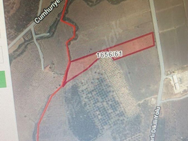 Satılık Yol Kenarı Tarla içinde yemeklik  5 yaşında zeytin ve su