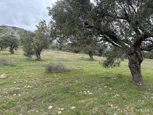 B.Ş.DEN YATAĞANDA ASFALT YOLA CEPHELİ 50950 m2 SATILIK ZEYTİNLİK - Görsel 26