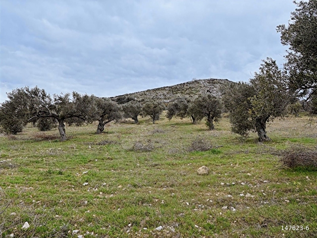 B.Ş.DEN YATAĞANDA ASFALT YOLA CEPHELİ 50950 m2 SATILIK ZEYTİNLİK - Görsel 27