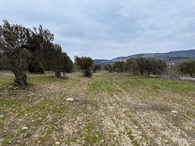 B.Ş.DEN YATAĞANDA ASFALT YOLA CEPHELİ 50950 m2 SATILIK ZEYTİNLİK - Görsel 8