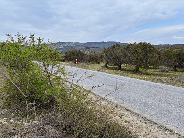 B.Ş.DEN YATAĞANDA ASFALT YOLA CEPHELİ 50950 m2 SATILIK ZEYTİNLİK - Görsel 6