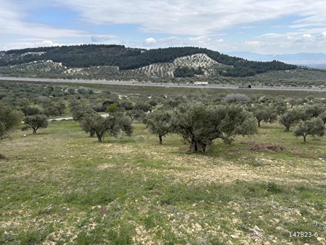 B.Ş.DEN YATAĞANDA ASFALT YOLA CEPHELİ 50950 m2 SATILIK ZEYTİNLİK - Görsel 18