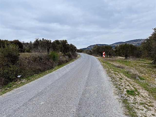 B.Ş.DEN YATAĞANDA ASFALT YOLA CEPHELİ 50950 m2 SATILIK ZEYTİNLİK - Görsel 4