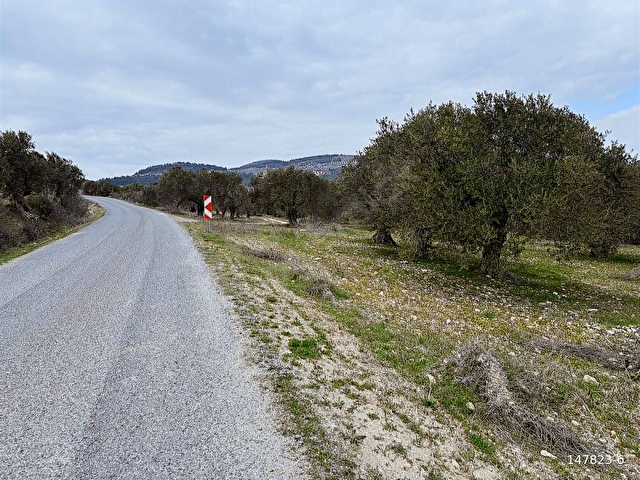 B.Ş.DEN YATAĞANDA ASFALT YOLA CEPHELİ 50950 m2 SATILIK ZEYTİNLİK - Görsel 5