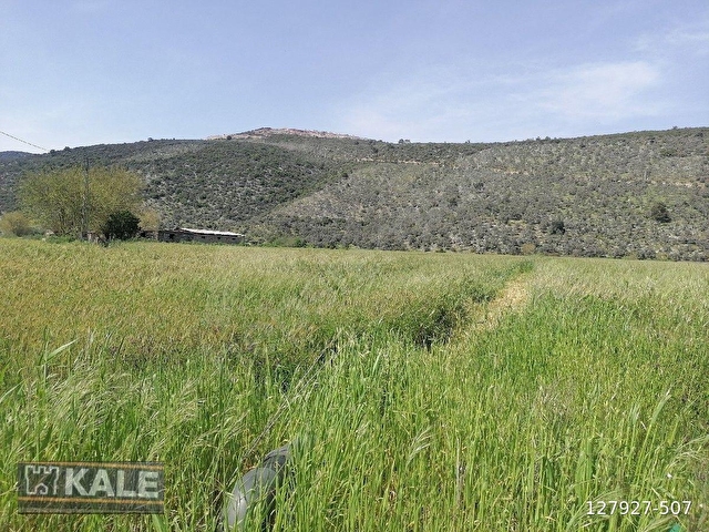 MUĞLA MİLASTA   27 5  DÖNÜM.SATILIK TARLA - Görsel 12