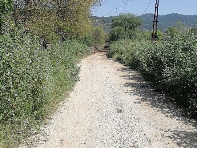 MUĞLA MİLASTA   27 5  DÖNÜM.SATILIK TARLA - Görsel 24