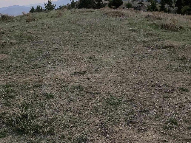 FEKE Küçükateş Emlak tan Gedikli de SATILIK 4 Dönüm TARLA
