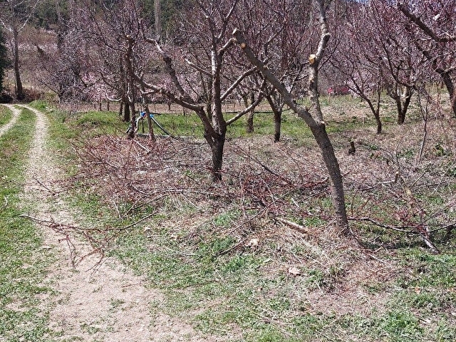 Korkuteli Sülekler kayısı bahçesi köye yakın Dere yol mevcut.