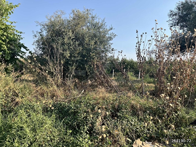 EVREN EMLAK KOŞUKIRI SATILIK TARLA - Görsel 2