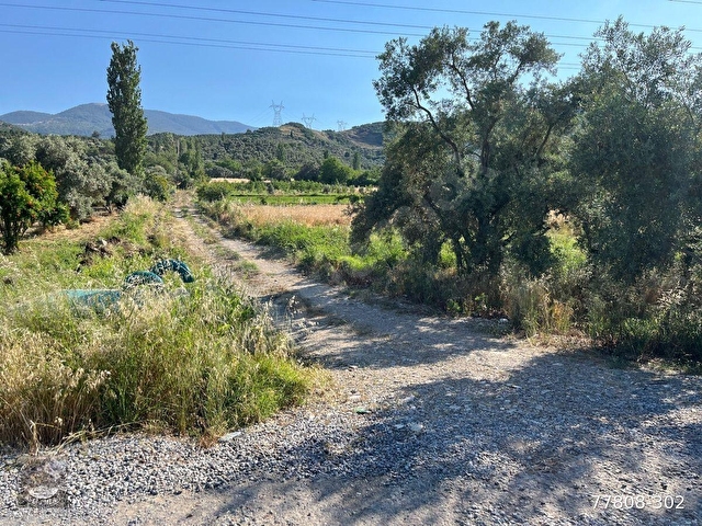 MUĞLA Yatağan Satılık Ceviz Bahcesi - Görsel 2
