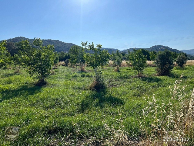 MUĞLA Yatağan Satılık Ceviz Bahcesi - Görsel 5