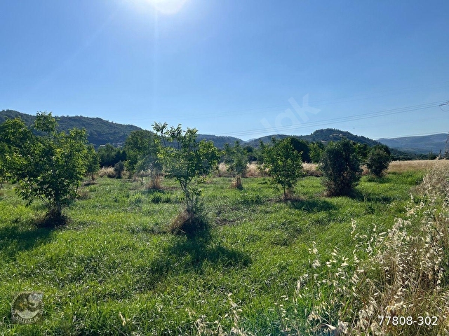 MUĞLA Yatağan Satılık Ceviz Bahcesi - Görsel 6