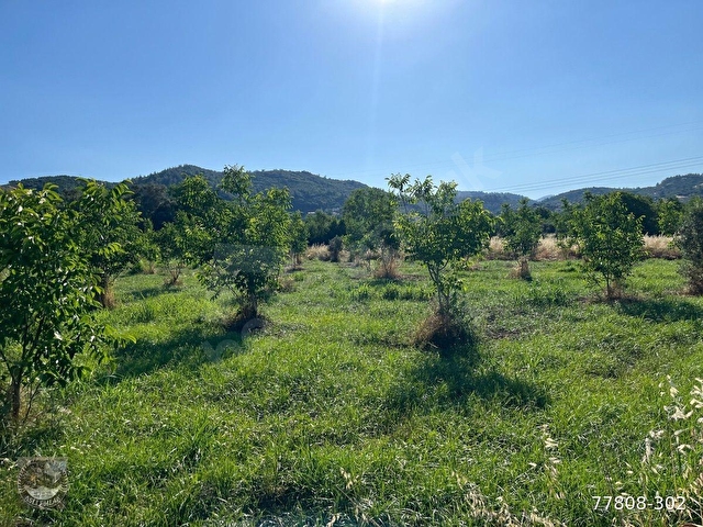 MUĞLA Yatağan Satılık Ceviz Bahcesi - Görsel 7