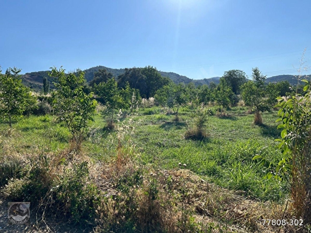 MUĞLA Yatağan Satılık Ceviz Bahcesi - Görsel 11